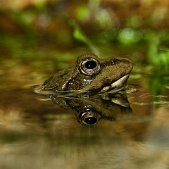 Marsh-Frog