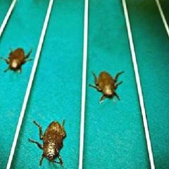 Marginal - Cockroach Races - Dub
