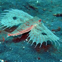 Mongo Lloyd - Freshwater Gurnard