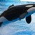 Artwork for Odin - The OrCA