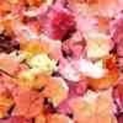 Cardiac Arrest (Acoustic version)