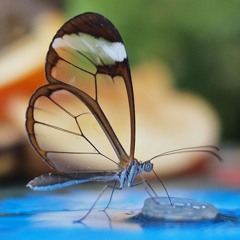 أشرق النور المبين