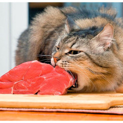 undead's songs to eat animals to