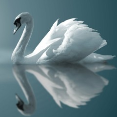 Le Cygne (The swan) - Saint Saens from Carnival of the animals.