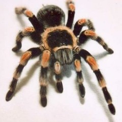 ***FREE DOWNLOAD***Pleasurekraft - Tarantula (Groovaholik & Copycat RMX)