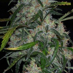 Erik Alexander (Smoking On Hindu)