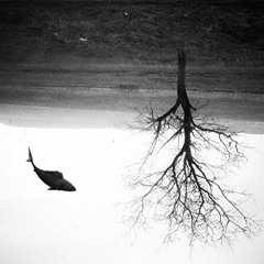 Jivin Jarvis SchimmelVis