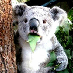 Alex Gori & Imerio Vitti - Take Me Away (Koala Edit)