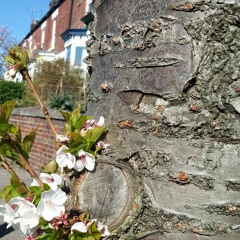 The Defeat Of The Devil  at Bingham Park