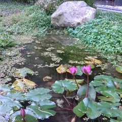 Medellia Of The Gray Skies (Smashing Pumpkins)