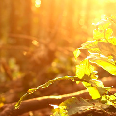 Baconhead - Liminal Zones