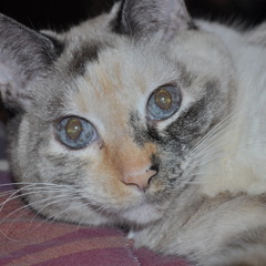 Nocturne Pour Caline (piano version)