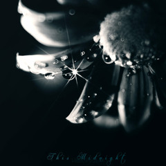 Midnight - Alice Patselli