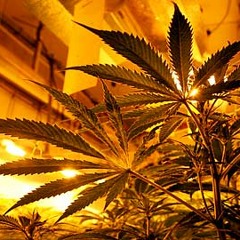 Ganja Papst (I could take you to Jamaica)