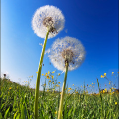 꽃씨 (2009년작) 가이드본