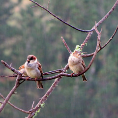 Start All Over Again