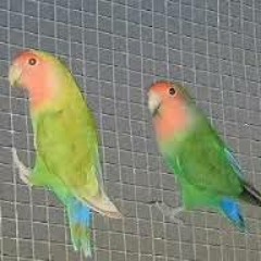 alaa