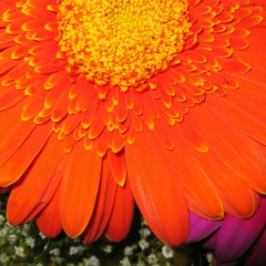 Rosie Flores - Tonight I'll Be Staying Here With You