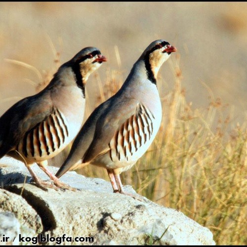 کوگِ خوشخون