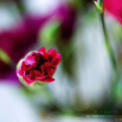 رحمَةُ خالِقِي *