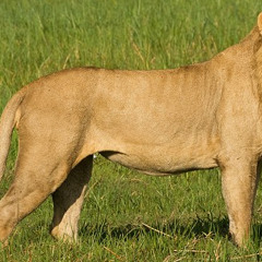 Sell Hell - FreeVerse over Nova Jazz Instrumental