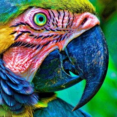 MacawSong FlippinTheBird20130505