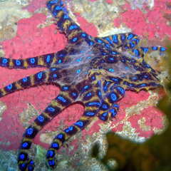 Bernardo Campos - Maybe May Might Mean Millions