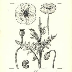 Botany (original song)