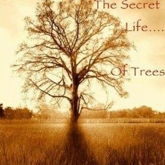 THE SECRET LIFE OF TREES