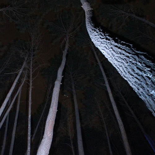 [SET] Treme Terra-The Call Of The Forest