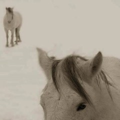 Bodies Rising by Alex Donley