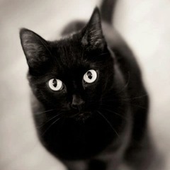 Volevo un gatto nero