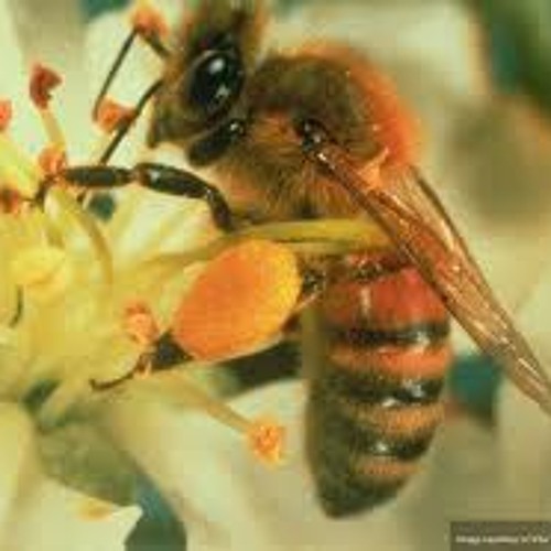 Abelhinha - Diamante 207