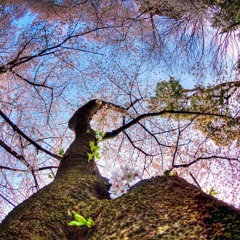 Samir Mashlum - Sorry