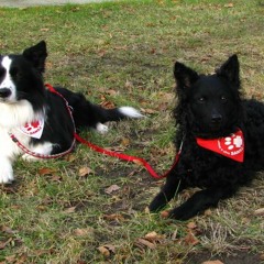 Kutyaterápia interjú 2013 május