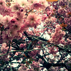 SUZIA - Let there be sunshine (acoustic)