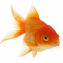 Goldfish