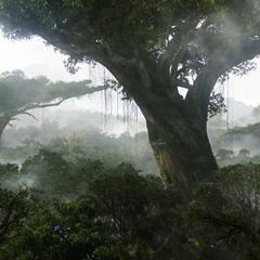 Bucky - Mother Ayahuasca
