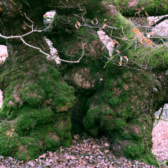 03-Oak Tree