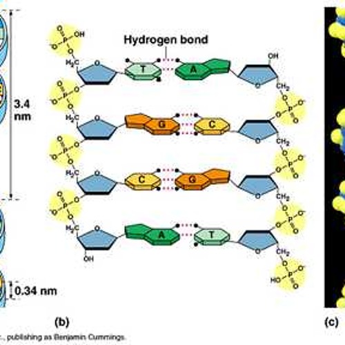 435.915 & 428.085 Hz in modulation AM 7.83 Hz, L R standing wave, DNA proportion, 320kbps