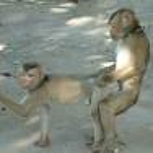 Mr Bad Monkey - Shameless