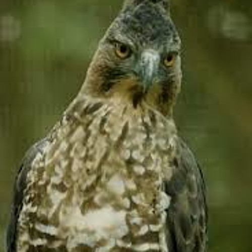Manuk Dadali Sunda Rhythm 4 House Mix By Bennyshop On