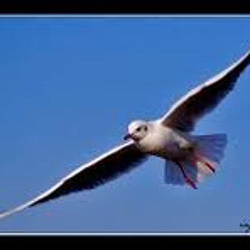 Burung Camar Vina Panduwinata By Bennyshop On Soundcloud Hear