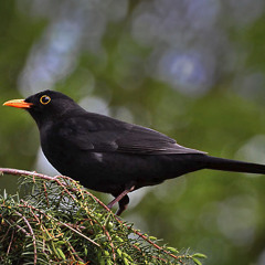 The Bird In The Garden