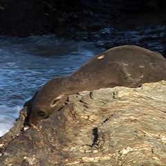 Sense the wind [disquiet0071-windmusic]