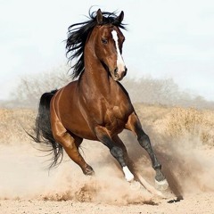 Karumendu at Queen Mary Park