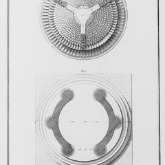 ▼ + NON GEOMETRICAL THREE