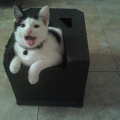 Semlss - Kitten [FREE DL]