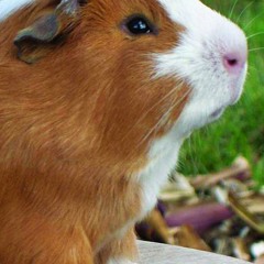 Puna andamarca - Autobahn 303