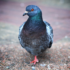 One Legged Pigeon